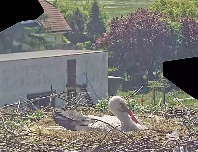 Kamera internetowa Toruń - Gniazdo bociana
